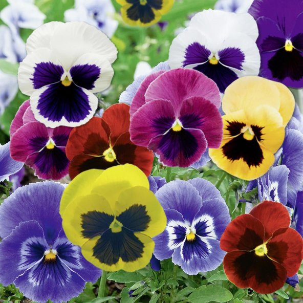 Viola Pensiero Çiçeği Tohumu 5 Tohum Çiçek Tohumu ürün görseli 1