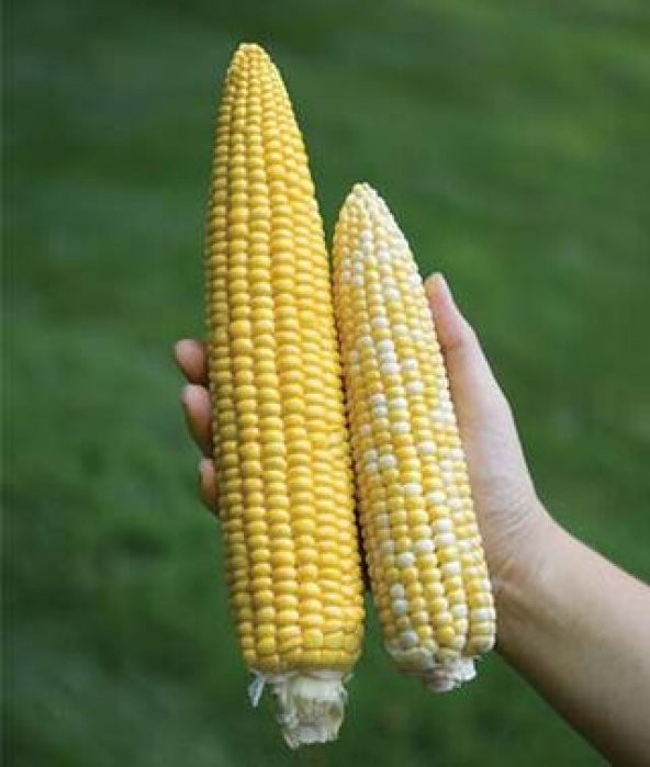 İthal Nadir Uzun Mısır Tohumu 5 Adet Tohum 45-50 Cm Uzayan Mısır Tohumu ürün görseli 1