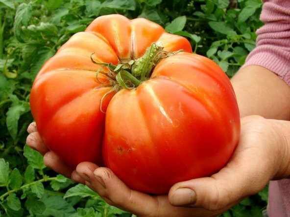 Eko Paket 100 Adet Tohum Orjinal Dev Hollanda Domates Tohumu Hollanda Domatesi ürün görseli 1