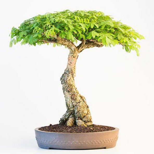 Bodur Gümüş Akasya Bonzai Ağacı Tohumu 5 Adet Tohum Bonsai Ağacı Tohumu ürün görseli 1