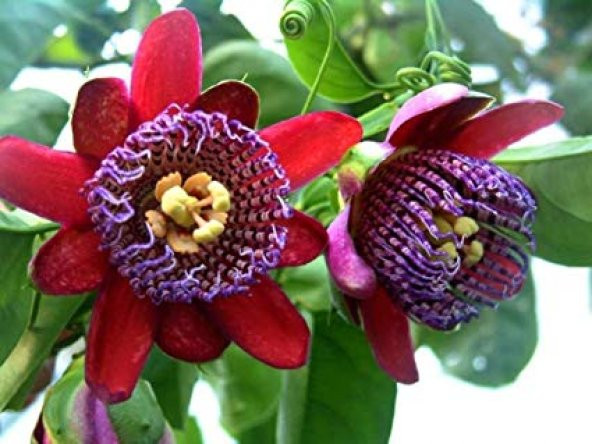 Nadir İthal Passiflora Tohumu 3 Adet Tohum Quadrangularis Pasiflora Tohumu ürün görseli 1