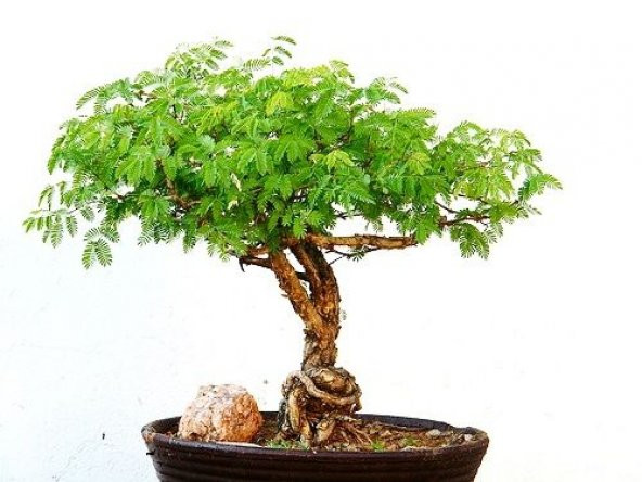 PTTAVM: Bodur Gm Akasya Bonzai Aac Tohumu 5 Adet Tohum Bonsai Aac  Tohumu