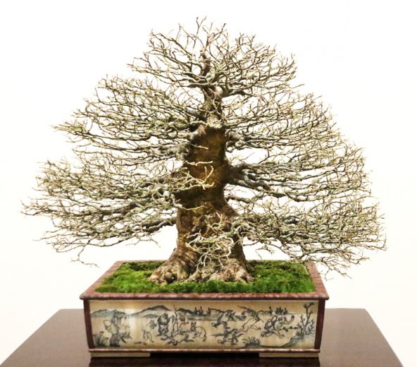 Bodur Enkianthus Bonzai Ağacı Tohumu 5 Adet Tohum Bonsai Ağacı Tohumu ürün görseli 1