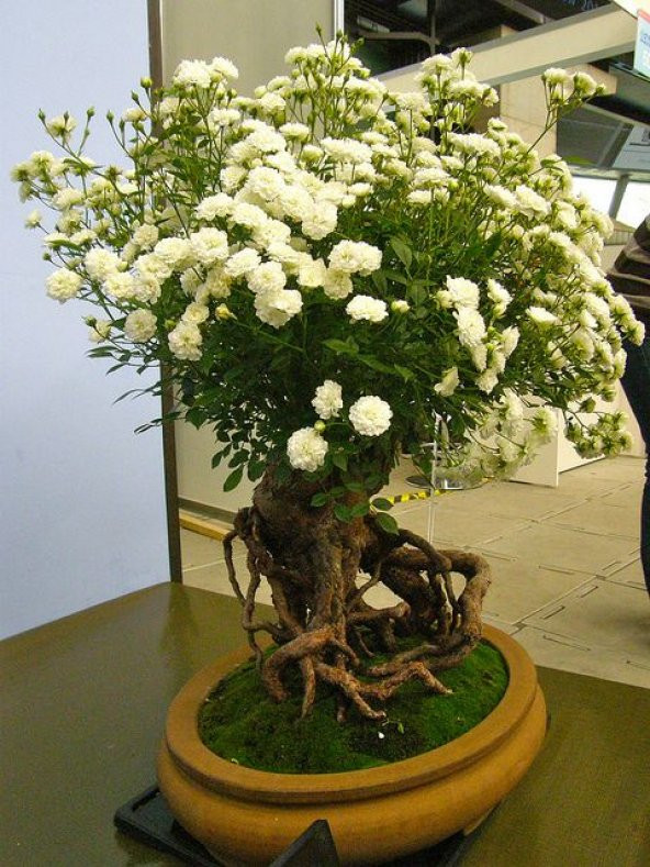 Bodur Beyaz Gül Bonzai Ağacı Tohumu 5 Adet Tohum Bonsai Ağacı Tohumu ürün görseli 1