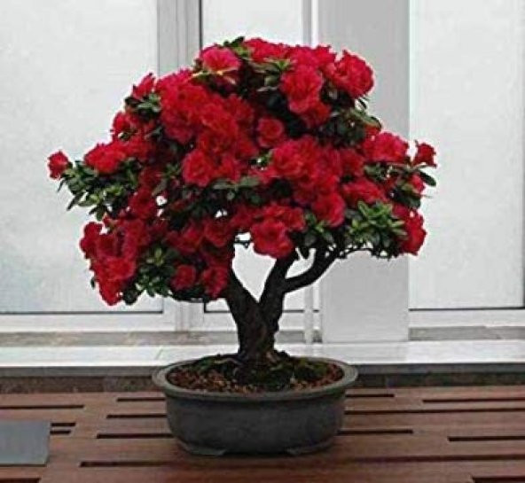 Bodur Kırmızı Gül Bonzai Ağacı Tohumu 5 Adet Tohum Bonsai Ağacı Tohumu ürün görseli 1