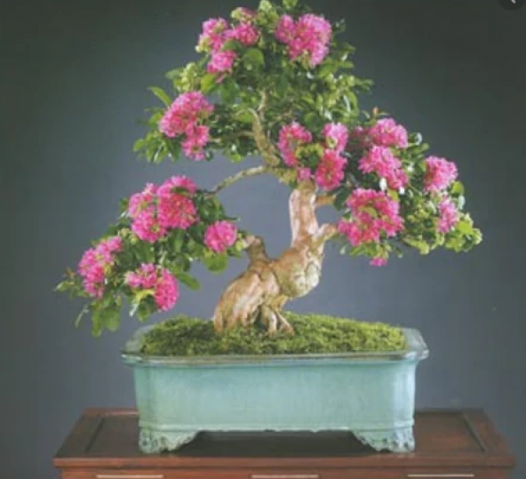 Bodur Pembe Gül Bonzai Ağacı Tohumu 5 Adet Tohum Bonsai Ağacı Tohumu ürün görseli 1