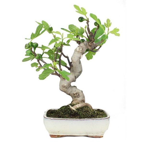 Bodur Yeşil İncir Bonzai Ağacı Tohumu 5 Adet Tohum Bonsai Ağacı Tohumu ürün görseli 1