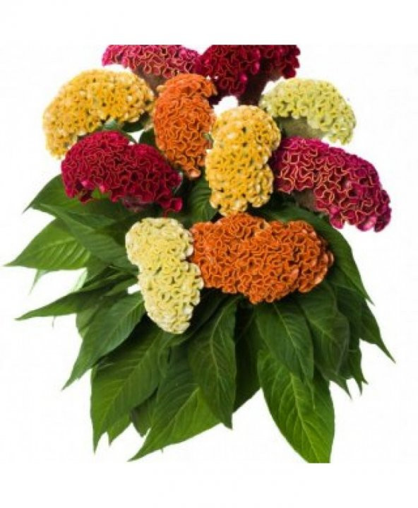 Celosia Çiçeği Tohumu 5 Adet Tohum Çiçek Tohumu ürün görseli 1