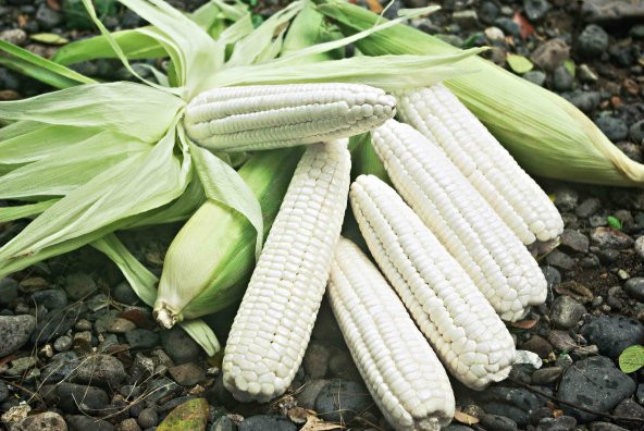Nadir İthal Waxy Corn Mumlu Beyaz Mısır Tohumu 3 Adet Tohum ürün görseli 1