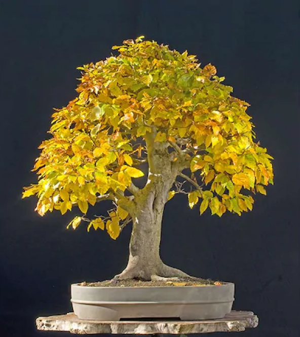 Bodur Sarı Alıç Bonzai Ağacı Tohumu 5 Adet Bonsai Ağacı Tohumu ürün görseli 1