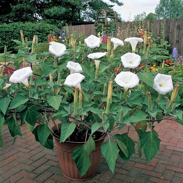 Beyaz Angel Trumpet Çiçeği Tohumu 5 Adet Tohum Meleklerin Borusu ürün görseli 1