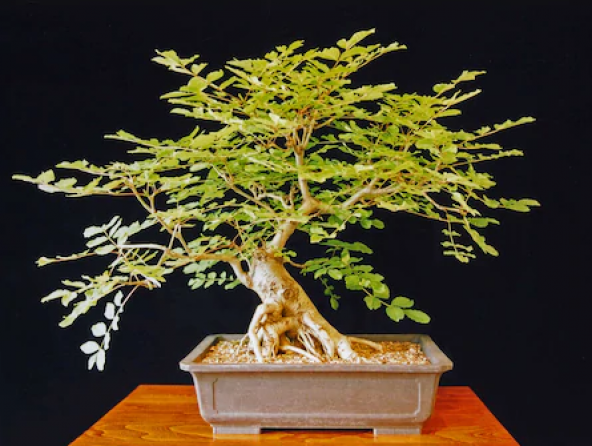 Bodur Dişbudak Bonzai Ağacı Tohumu 5 Adet Bonsai Ağacı Tohumu ürün görseli 1