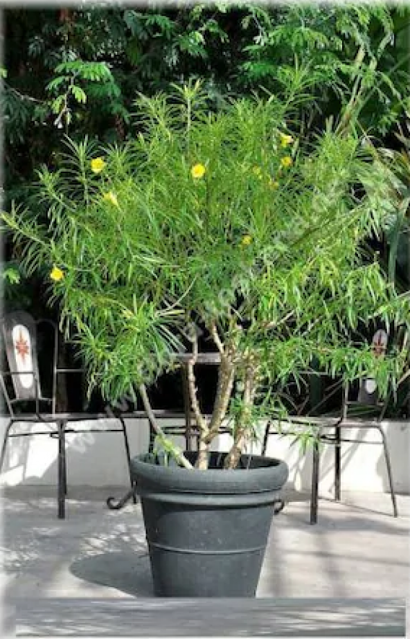 銅製　小狗戯球　タウエコ　1270g 東S8-0527☆2F PTTAVM: Bodur Peru Zakkumu Bonzai Ağacı Ekim Seti 3 Adet Tohum