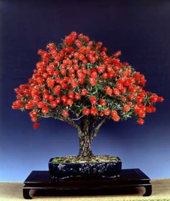 Bodur Callistemon Bonzai Ağacı Ekim Seti 5 Adet Tohum Saksı Toprak Kombin ürün görseli 1