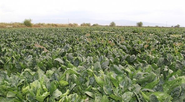 Ispanak Tohumu 50 Adet Tohum - Resim 3