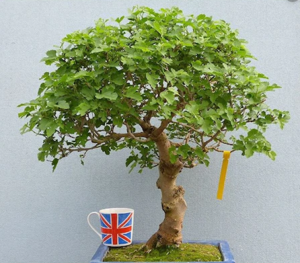 Bodur Beyaz Dut Bonzai Ağacı Tohumu 5 Adet Bonsai Ağacı Tohumu ürün görseli 1