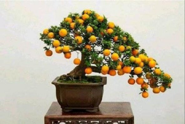 Bodur Kayısı Bonzai Ağacı Tohumu 2 Adet Bonsai Ağacı Tohumu ürün görseli 1