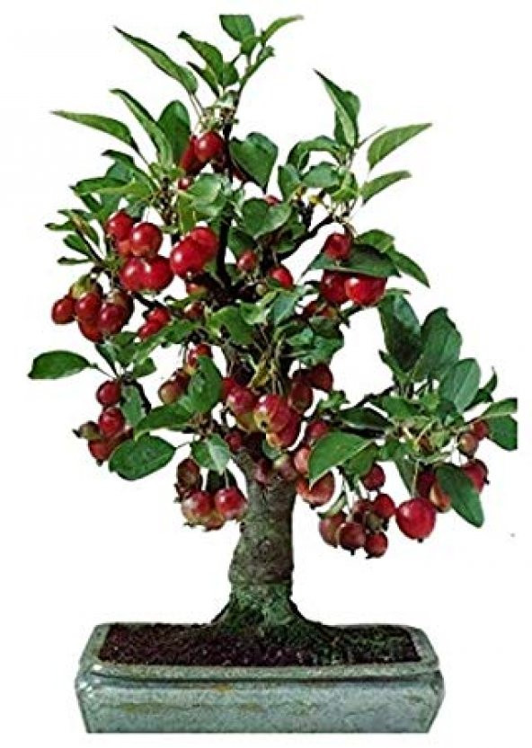 Kiraz Bonzai Ağacı Tohumu 5 Adet Bonsai Ağacı Tohumu ürün görseli 1