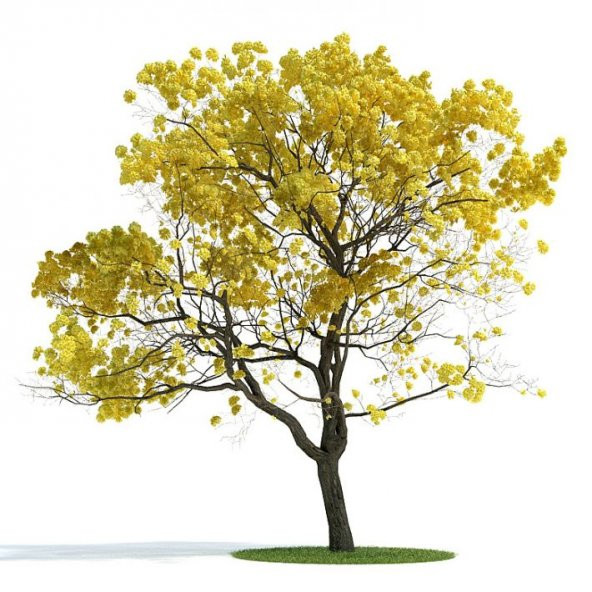 Sarı Tabebuia Ağacı Tohumu 5 Adet Tohum ürün görseli 1