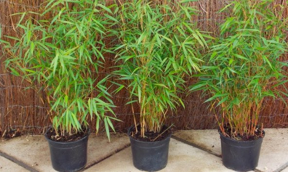 İthal Yeşil Bambu Ağacı Tohumu 5 Adet Tohum ürün görseli 1