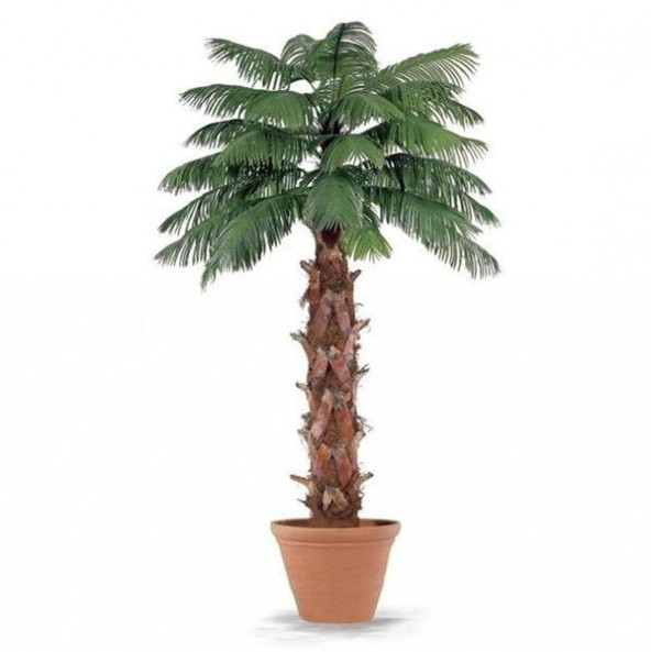Washingtonia Robusta Palmiye Ağacı Tohumu 3 Adet Tohum ürün görseli 1