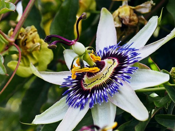 Passiflora Tohumu 3 Adet Tohum Pasiflora Saat Çiçeği ürün görseli 1