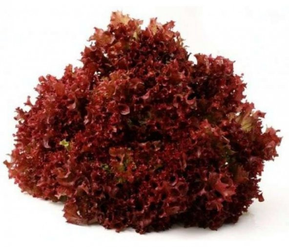Kırmızı Kıvırcık Marul Tohumu 100 Adet Tohum Lolo Rosso ürün görseli 1