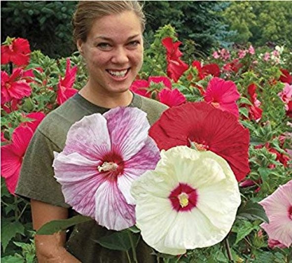 Nadir Dev Karışık Hibiscus Çiçeği Tohumu 5 Adet Tohum ürün görseli 1