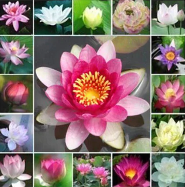 Nadir İthal Kutsal Lotus Çiçeği Tohumu 1 Adet Tohum Su Nilüferi ürün görseli 1
