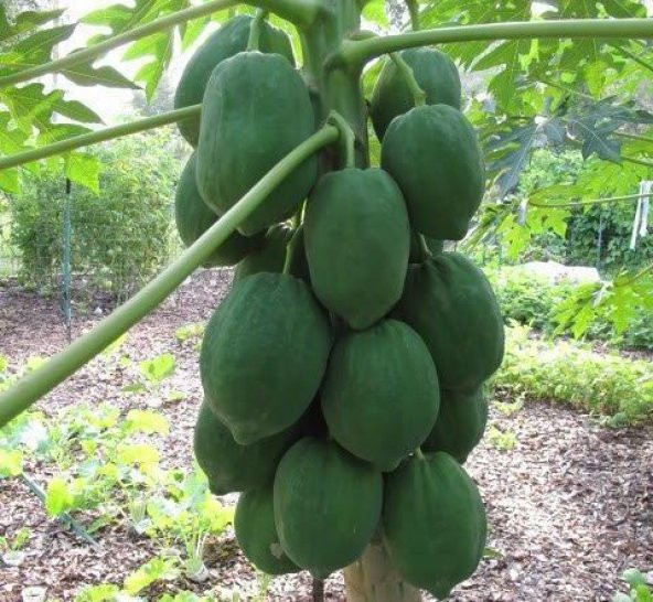 Tropikal Meyve Papaya ağacı Tohumu 3 Adet Tohum ürün görseli 1