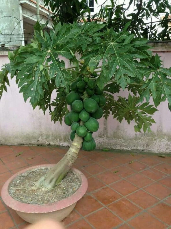 Bodur Saksılık Papaya Ağacı Tohumu 3 Adet Tohum ürün görseli 1