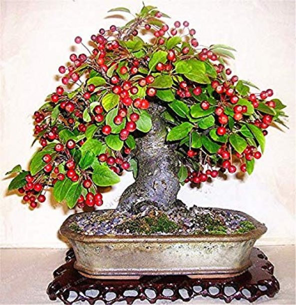 Kahve Bonzai Ağacı Tohumu 5 Adet Bonsai Ağacı Tohumu ürün görseli 1
