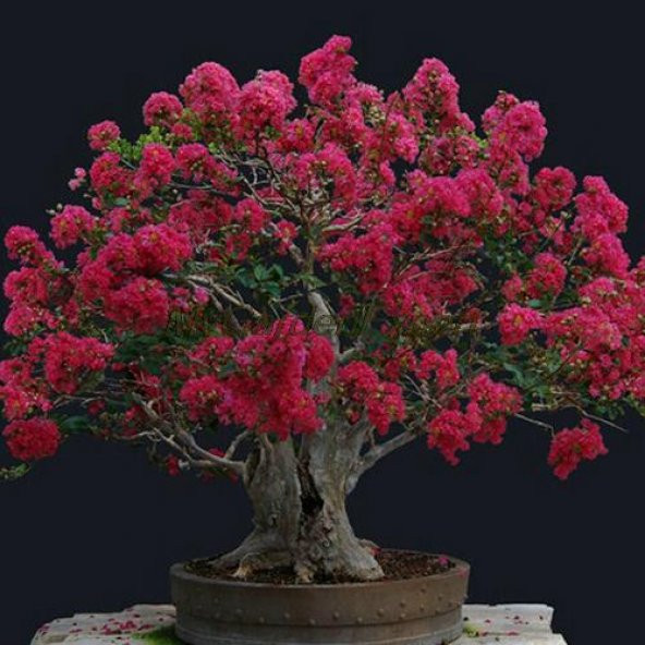 Mersin Bonzai Ağacı Tohumu 5 Adet Bonsai Ağacı Tohumu ürün görseli 1