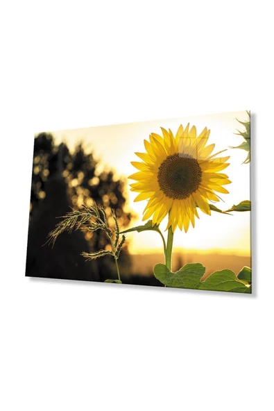 Ayçiçeği Cam Tablo 4mm Dayanıklı Temperli Cam Sunflower Glass Wall Art ürün görseli 1