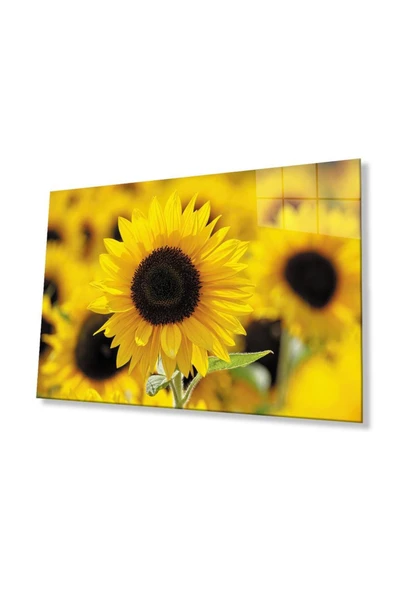 Ayçiçeği Cam Tablo 4mm Dayanıklı Temperli Cam Sunflower Glass Wall Art ürün görseli 1