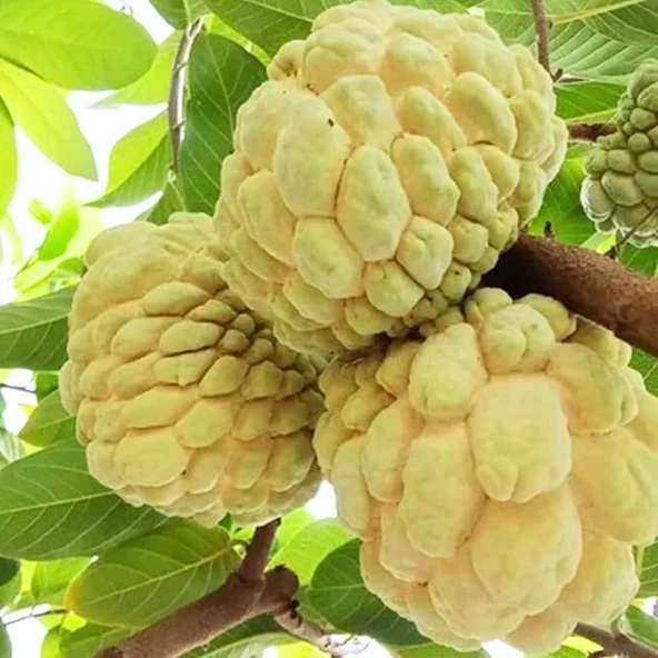 Sarı Şeker Elması Fidanı (Yellow Sugar) - Tüplü Egzotik Meyve Fidanı 20-30 cm ürün görseli 1