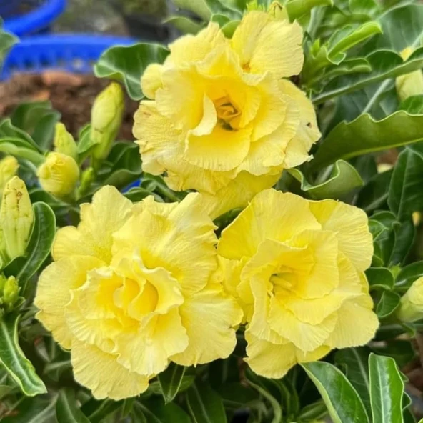 Adenium Obesum Çöl Gülü - Özel Nadir Katmerli Sarı Varyete (Yellow Desert Rose) ürün görseli 1