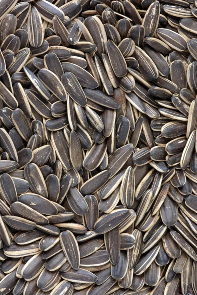 Ayçekirdeği 500 g - Resim 6