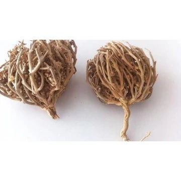 Kolay Doğum Için 100 gr Meryem Ana eli otu Fatma Ana Eli Otu ürün görseli 1