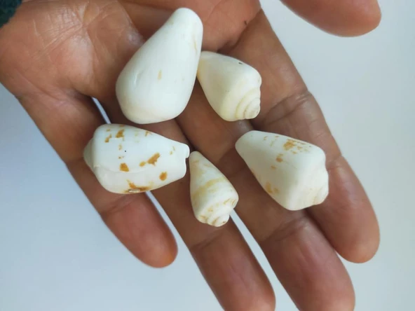 Deniz Kabugu Doğal 1 Adet  Hobi Akvaryum Dekorasyon Tasarım ürün görseli 1