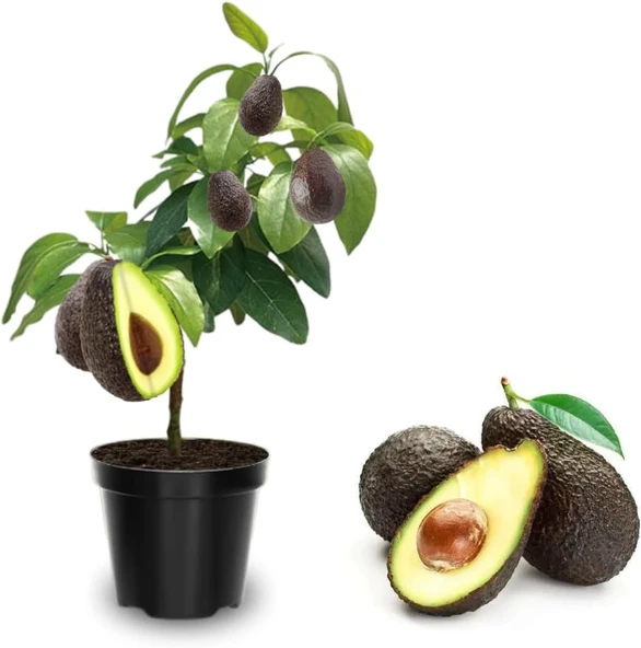 Aşılı Hass Avokado Fidanı 50-70 cm - Tüplü Her Mevsim Dikilebilir Verimli Meyve Fidanı ürün görseli 1