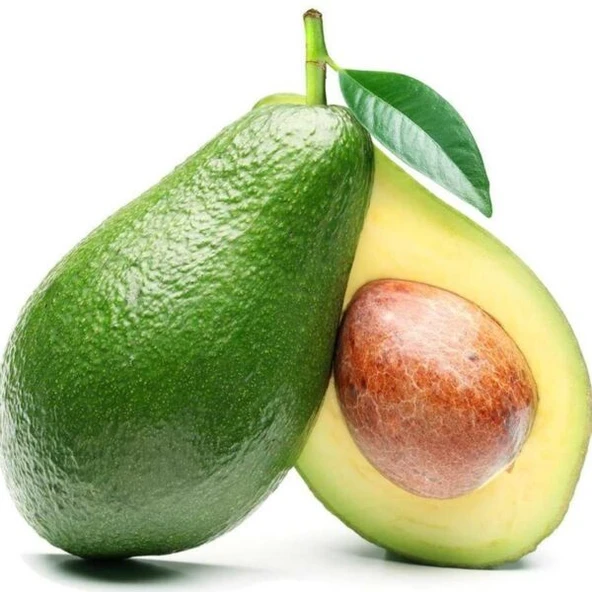 Aşılı Ettinger Avokado Fidanı 50-70 cm - Don Dirençli Bahçenizin Verim Sigortası Tozlayıcı Tür ürün görseli 1