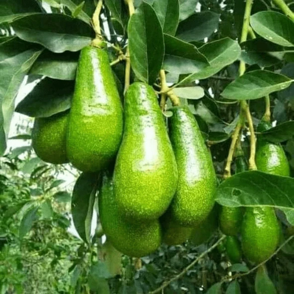 Aşılı Wurtz (Bodur)-(Little Cado) Avokado Fidanı 50-70 cm - Tüplü Saksıda Yetişmeye En Uygun Gerçek Bodur Tür ürün görseli 1