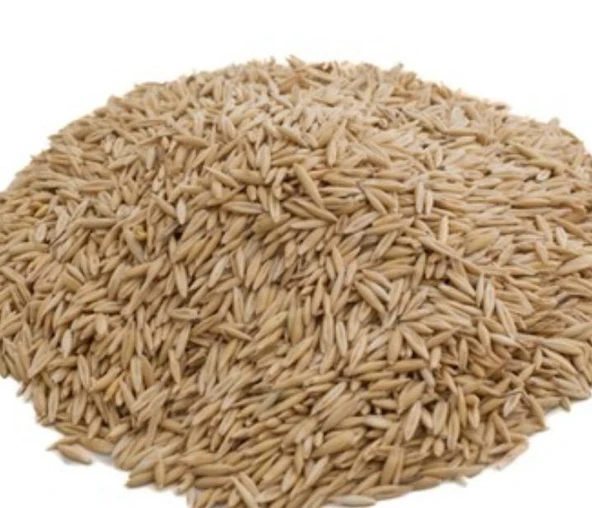 Yulaf Tohumu 1 Kg ürün görseli 1