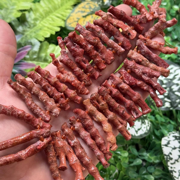 Çubuk Akdeniz Mercan Taşı 2-3 CM ürün görseli 1