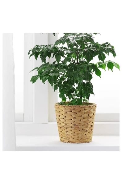IKEA Hasır Saksı Küçük Boy Dış Çap: 15 Cm Yükseklik: 13 Cm Su Sümbülü (ıçi Plastik) ürün görseli 1
