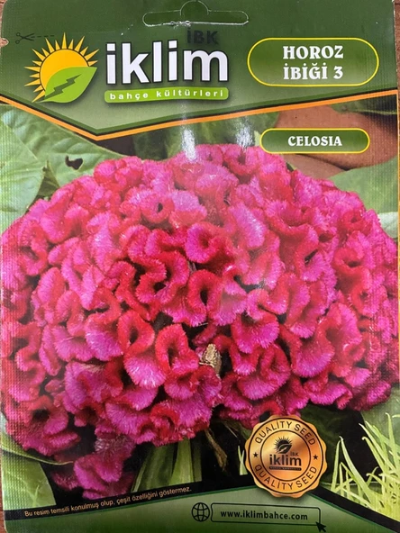 KIRMIZI HOROZ İBİĞİ ÇİÇEĞİ TOHUMU-3 ürün görseli 1