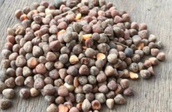 Burçak Tane 100 Gr ürün görseli 1