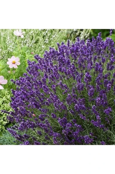 Köklenmiş Lavanta Fidanı Saksıda 10-20 cm ürün görseli 1
