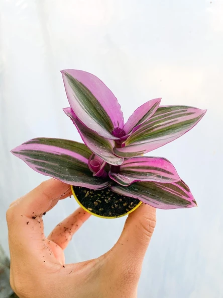 Pembe Çizgili Telgraf Çiçeği Fidanı 10-20 cm ürün görseli 1